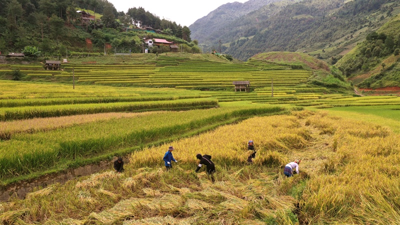 Cascading golden terraced rice fields across the mountain slopes of Mu Cang Chai