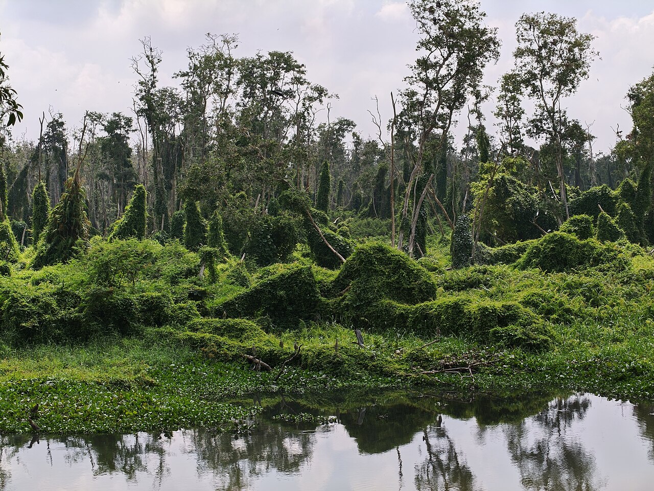 Emerald duckweed carpet and submerged cajuput trees navigated by rowboats in Tra Su forest An Giang
