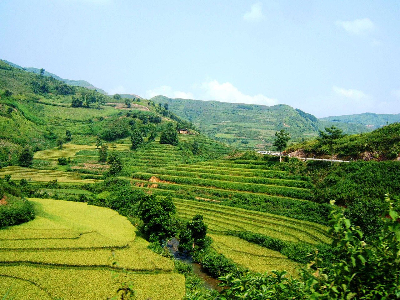 Layered golden rice terraces carved into limestone mountainsides in Yen Minh Ha Giang